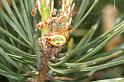 Araniella_displicata_D2989_Z_86_NP De Hoge Veluwe_Nederland